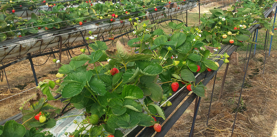 Cultivo de fresa en hidropónico