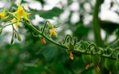 Potenciador de floración y cuajado de frutos