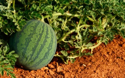 El cuajado de frutos en sandía