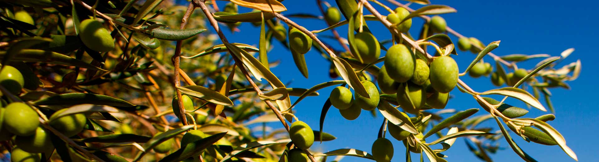 Nutrición vegetal en cultivo de olivo